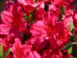 Japanische Azalee 'Georg Arends' -Deutschland Garten Funk Verkaufs-Shop japanische azalee georg arends m004112 w 0
