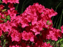 Japanische Azalee 'Georg Arends' -Deutschland Garten Funk Verkaufs-Shop japanische azalee georg arends m004112 w 1