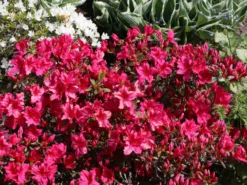 Japanische Azalee 'Georg Arends' -Deutschland Garten Funk Verkaufs-Shop japanische azalee georg arends m004112 w 2