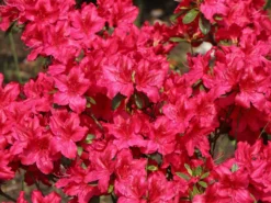Japanische Azalee 'Georg Arends' -Deutschland Garten Funk Verkaufs-Shop japanische azalee georg arends m004112 w 3