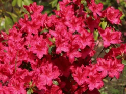Japanische Azalee 'Georg Arends' -Deutschland Garten Funk Verkaufs-Shop japanische azalee georg arends m004112 w 4