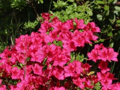 Japanische Azalee 'Georg Arends' -Deutschland Garten Funk Verkaufs-Shop japanische azalee georg arends m004112 w 5