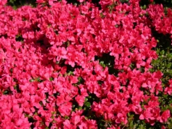 Japanische Azalee 'Gislinde'