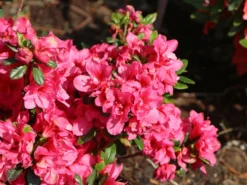Japanische Azalee 'Gislinde' -Deutschland Garten Funk Verkaufs-Shop japanische azalee gislinde m004114 w 1