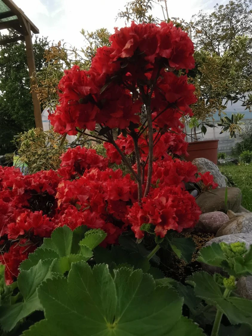 Japanische Azalee 'Hot Shot Variegated' 5 Japanische Azalee 'Hot Shot Variegated' – Bild 5