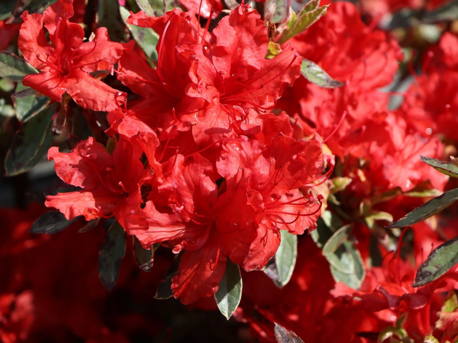 Japanische Azalee 'Hot Shot Variegated' 2 Japanische Azalee 'Hot Shot Variegated' – Bild 2