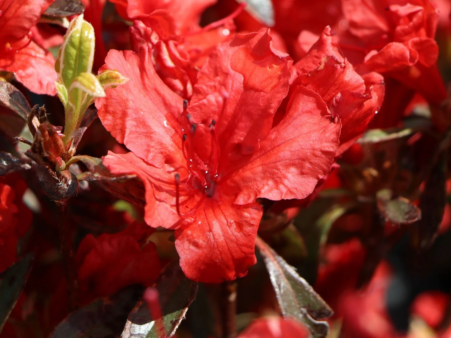 Japanische Azalee 'Hot Shot Variegated' 4 Japanische Azalee 'Hot Shot Variegated' – Bild 4