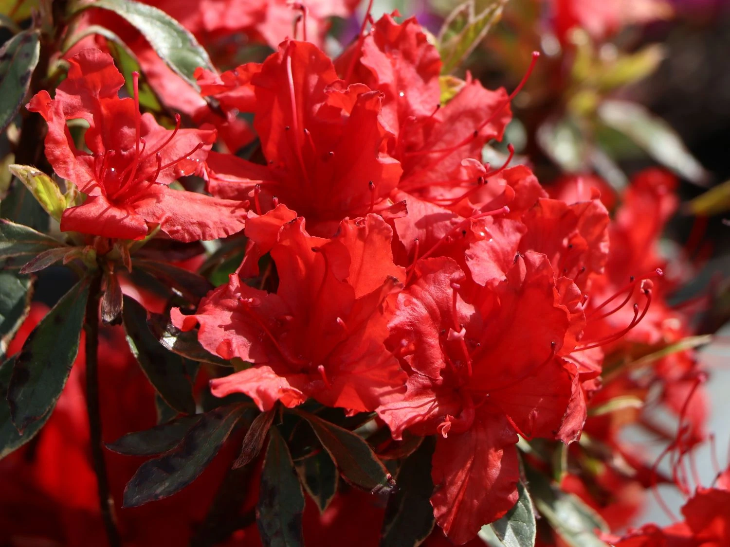 Japanische Azalee 'Hot Shot Variegated' 3 Japanische Azalee 'Hot Shot Variegated' – Bild 3