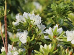 Japanische Azalee 'Kermesina Alba' 16 Japanische Azalee 'Kermesina Alba' -Deutschland Garten Funk Verkaufs-Shop japanische azalee kermesina alba m002406 w 0