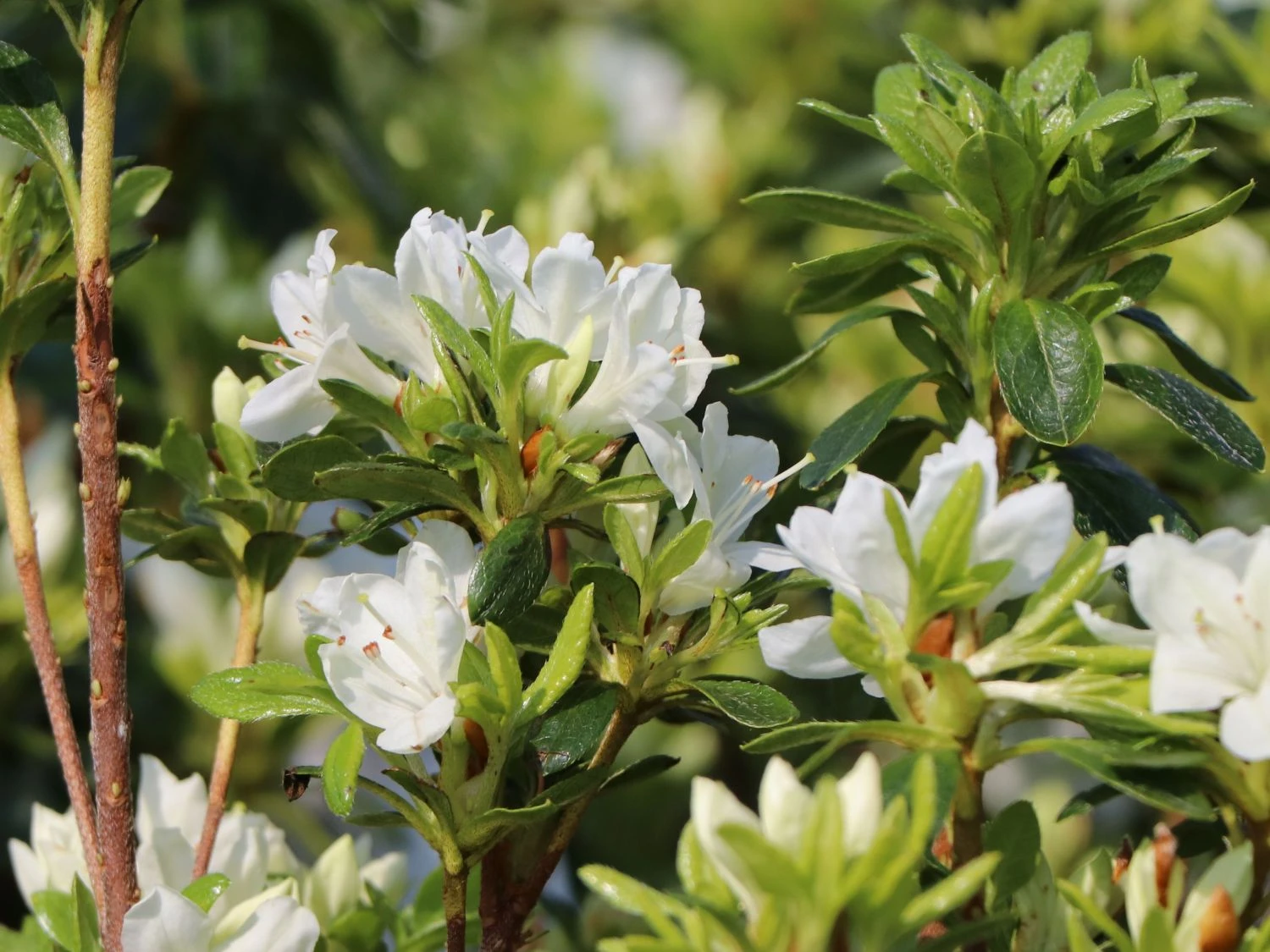 Japanische Azalee 'Kermesina Alba' 5 Japanische Azalee 'Kermesina Alba' – Bild 5