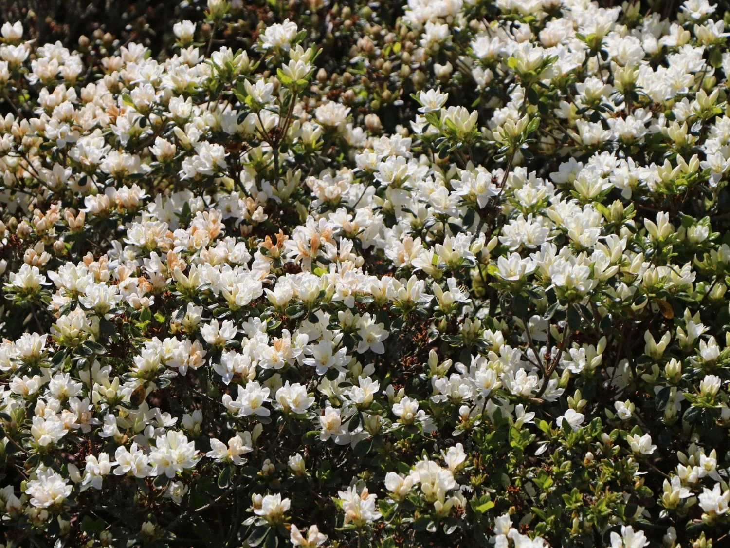 Japanische Azalee 'Kermesina Alba' 2 Japanische Azalee 'Kermesina Alba' – Bild 2
