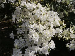 Japanische Azalee 'Kermesina Alba' 17 Japanische Azalee 'Kermesina Alba' -Deutschland Garten Funk Verkaufs-Shop japanische azalee kermesina alba m002406 w 3