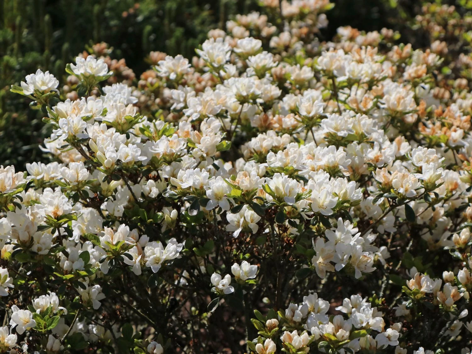 Japanische Azalee 'Kermesina Alba' 3 Japanische Azalee 'Kermesina Alba' – Bild 3