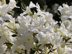 Japanische Azalee 'Kermesina Alba' 19 Japanische Azalee 'Kermesina Alba' -Deutschland Garten Funk Verkaufs-Shop japanische azalee kermesina alba m002406 w 5