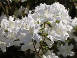 Japanische Azalee 'Kermesina Alba' 18 Japanische Azalee 'Kermesina Alba' -Deutschland Garten Funk Verkaufs-Shop japanische azalee kermesina alba m002406 w 6