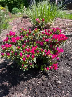 Japanische Azalee 'Kermesina' 15 Japanische Azalee 'Kermesina' -Deutschland Garten Funk Verkaufs-Shop japanische azalee kermesina m002410 1337078 0