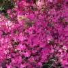 Japanische Azalee 'Kermesina'