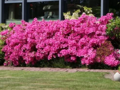 Japanische Azalee 'Kermesina' 12 Japanische Azalee 'Kermesina' -Deutschland Garten Funk Verkaufs-Shop japanische azalee kermesina m002410 w 0