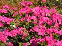Japanische Azalee 'Kermesina' 10 Japanische Azalee 'Kermesina' -Deutschland Garten Funk Verkaufs-Shop japanische azalee kermesina m002410 w 1