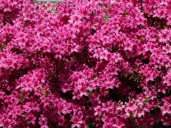 Japanische Azalee 'Kermesina' 11 Japanische Azalee 'Kermesina' -Deutschland Garten Funk Verkaufs-Shop japanische azalee kermesina m002410 w 2