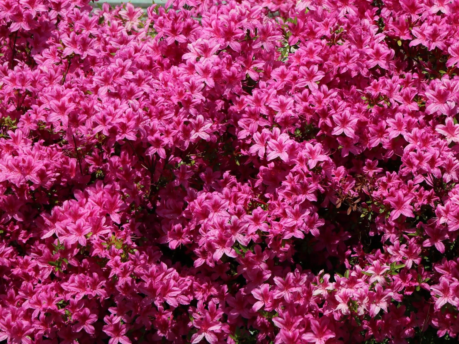 Japanische Azalee 'Kermesina' 4 Japanische Azalee 'Kermesina' – Bild 4