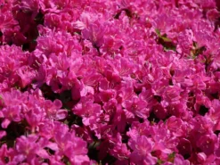 Japanische Azalee 'Kermesina' 14 Japanische Azalee 'Kermesina' -Deutschland Garten Funk Verkaufs-Shop japanische azalee kermesina m002410 w 4