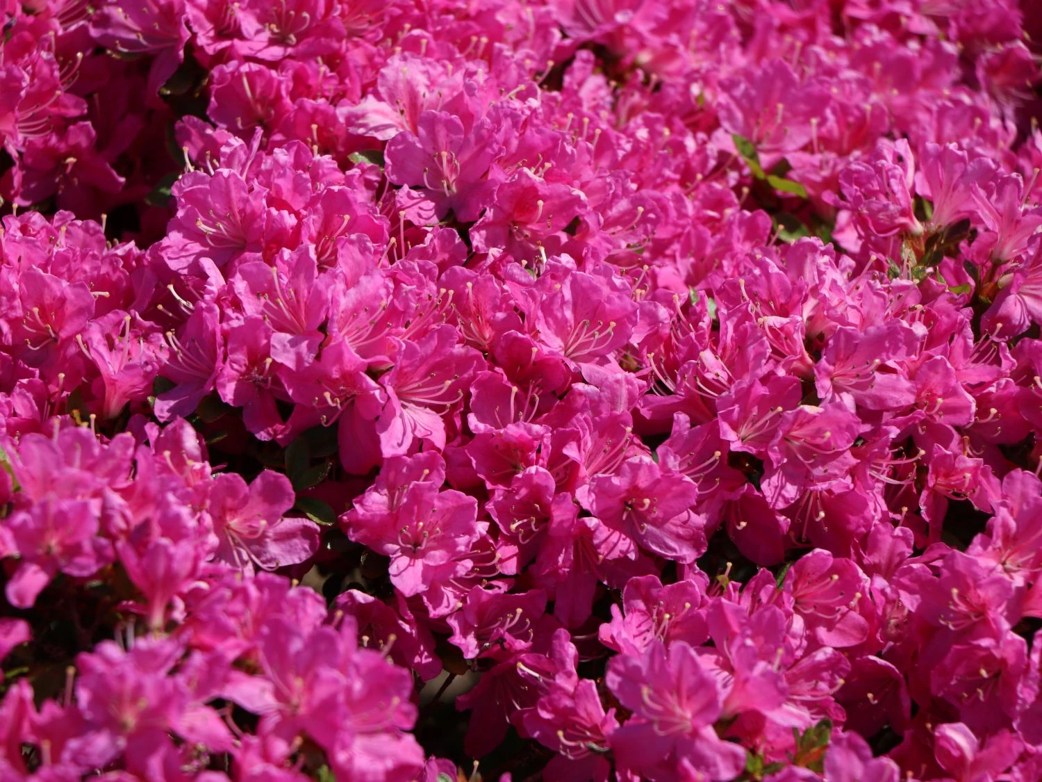 Japanische Azalee 'Kermesina' 7 Japanische Azalee 'Kermesina' – Bild 7