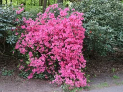 Japanische Azalee 'Kermesina' 13 Japanische Azalee 'Kermesina' -Deutschland Garten Funk Verkaufs-Shop japanische azalee kermesina m002410 w 5