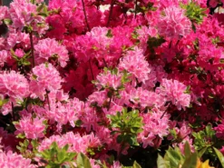 Japanische Azalee 'Kermesina Rosé' -Deutschland Garten Funk Verkaufs-Shop japanische azalee kermesina ros m002408 w 1
