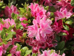 Japanische Azalee 'Kermesina Rosé' -Deutschland Garten Funk Verkaufs-Shop japanische azalee kermesina ros m002408 w 2