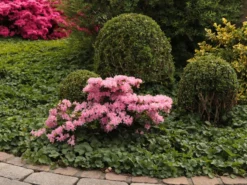 Japanische Azalee 'Kermesina Rosé' -Deutschland Garten Funk Verkaufs-Shop japanische azalee kermesina ros m002408 w 3