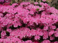 Japanische Azalee 'Kermesina Rosé' -Deutschland Garten Funk Verkaufs-Shop japanische azalee kermesina rose m002408 w 0