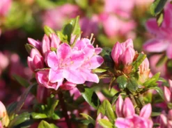 Japanische Azalee 'Kermesina Rosé' -Deutschland Garten Funk Verkaufs-Shop japanische azalee kermesina rose m002408 w 3