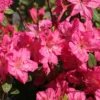 Japanische Azalee 'Kirstin'