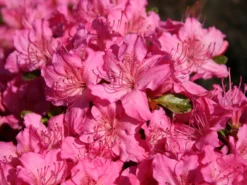 Japanische Azalee 'Kirstin' -Deutschland Garten Funk Verkaufs-Shop japanische azalee kirstin m004124 w 0