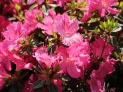 Japanische Azalee 'Kirstin' -Deutschland Garten Funk Verkaufs-Shop japanische azalee kirstin m004124 w 6