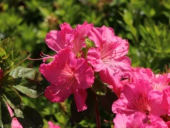 Japanische Azalee 'Kirstin' -Deutschland Garten Funk Verkaufs-Shop japanische azalee kirstin m004124 w 7