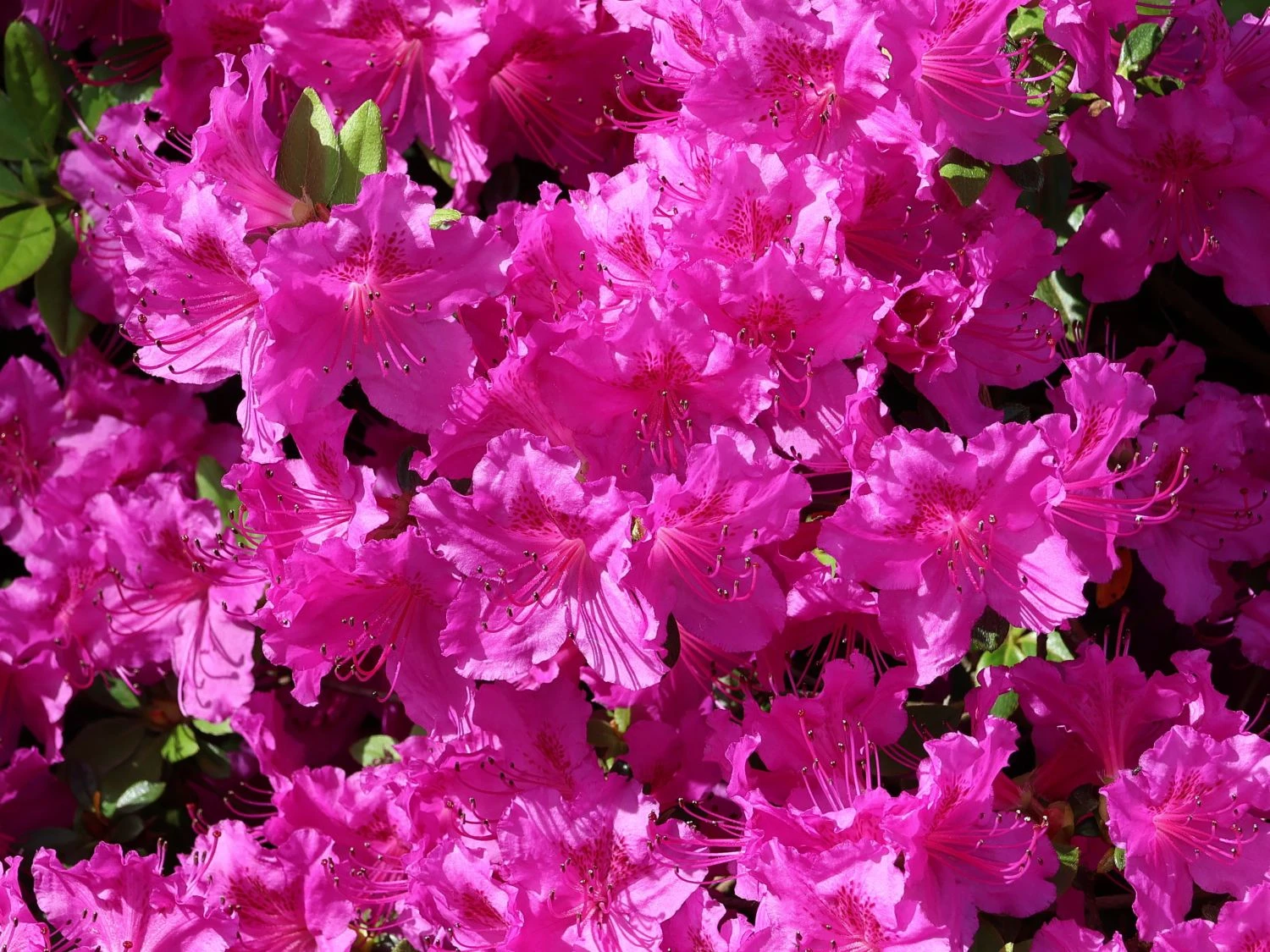 Japanische Azalee 'Königstein' 1 Japanische Azalee 'Königstein'