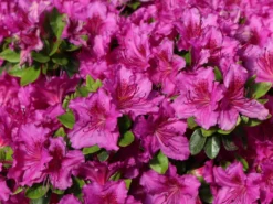 Japanische Azalee 'Königstein' 14 Japanische Azalee 'Königstein' -Deutschland Garten Funk Verkaufs-Shop japanische azalee koenigstein m006898 w 0