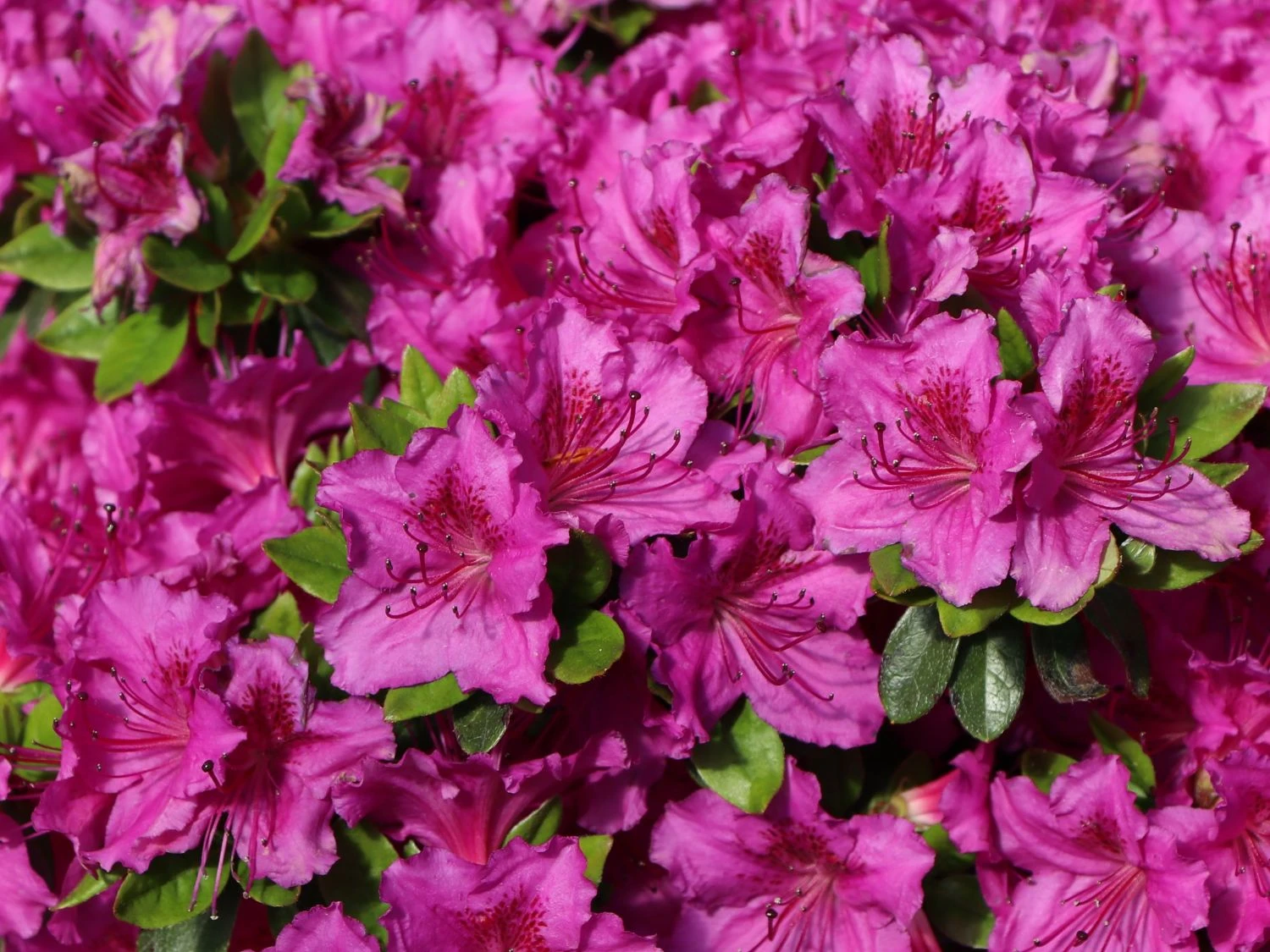 Japanische Azalee 'Königstein' 3 Japanische Azalee 'Königstein' – Bild 3