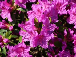 Japanische Azalee 'Königstein' 18 Japanische Azalee 'Königstein' -Deutschland Garten Funk Verkaufs-Shop japanische azalee koenigstein m006898 w 1