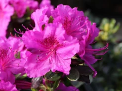 Japanische Azalee 'Königstein' 19 Japanische Azalee 'Königstein' -Deutschland Garten Funk Verkaufs-Shop japanische azalee koenigstein m006898 w 3