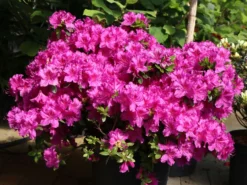 Japanische Azalee 'Königstein' 22 Japanische Azalee 'Königstein' -Deutschland Garten Funk Verkaufs-Shop japanische azalee koenigstein m006898 w 4