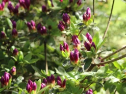 Japanische Azalee 'Königstein' 20 Japanische Azalee 'Königstein' -Deutschland Garten Funk Verkaufs-Shop japanische azalee koenigstein m006898 w 5