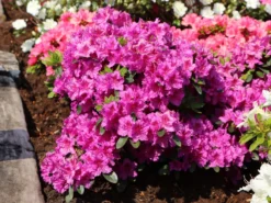 Japanische Azalee 'Königstein' 17 Japanische Azalee 'Königstein' -Deutschland Garten Funk Verkaufs-Shop japanische azalee koenigstein m006898 w 6