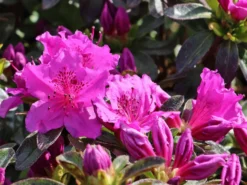 Japanische Azalee 'Königstein' 21 Japanische Azalee 'Königstein' -Deutschland Garten Funk Verkaufs-Shop japanische azalee koenigstein m006898 w 8