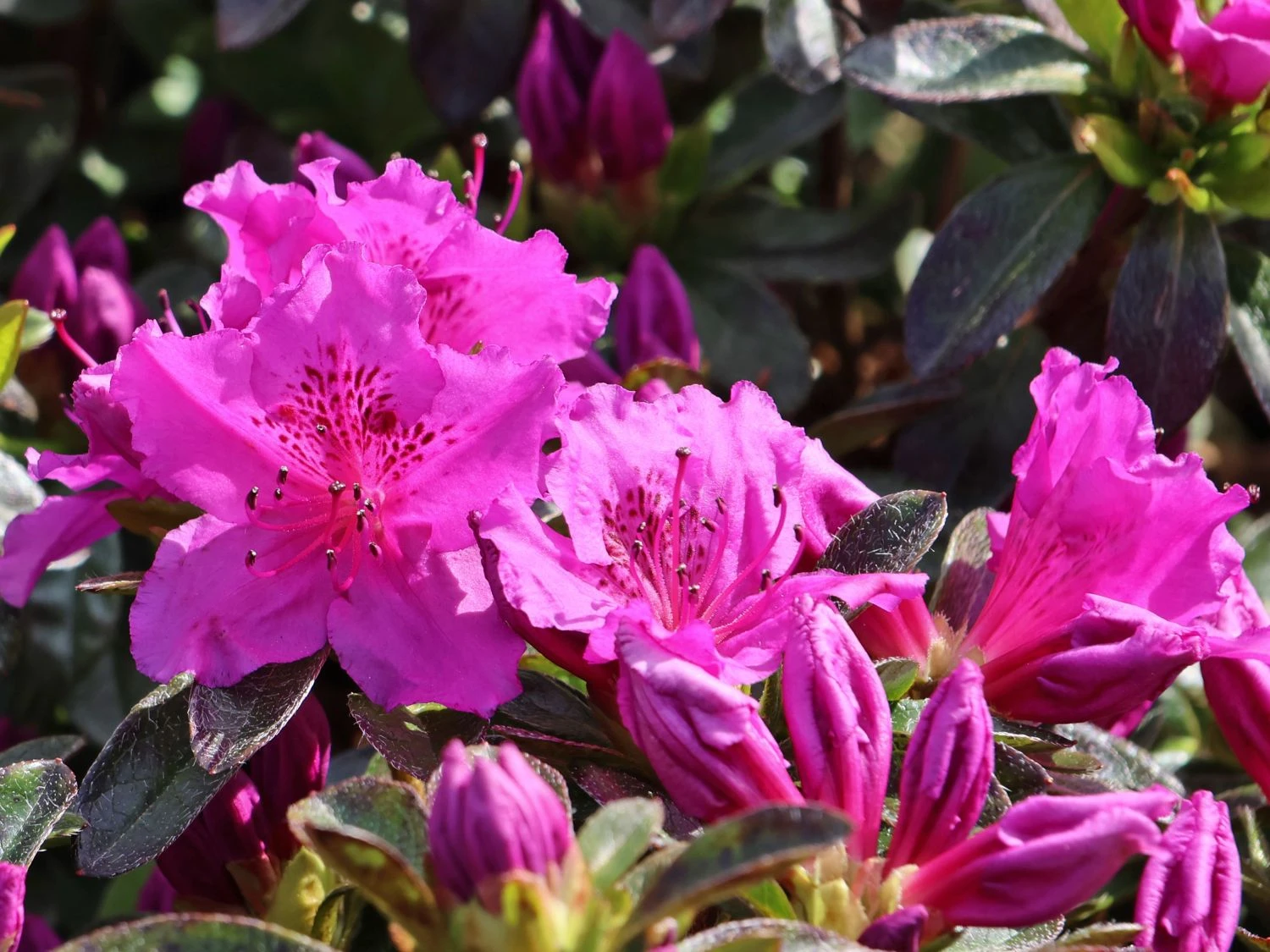 Japanische Azalee 'Königstein' 10 Japanische Azalee 'Königstein' – Bild 10