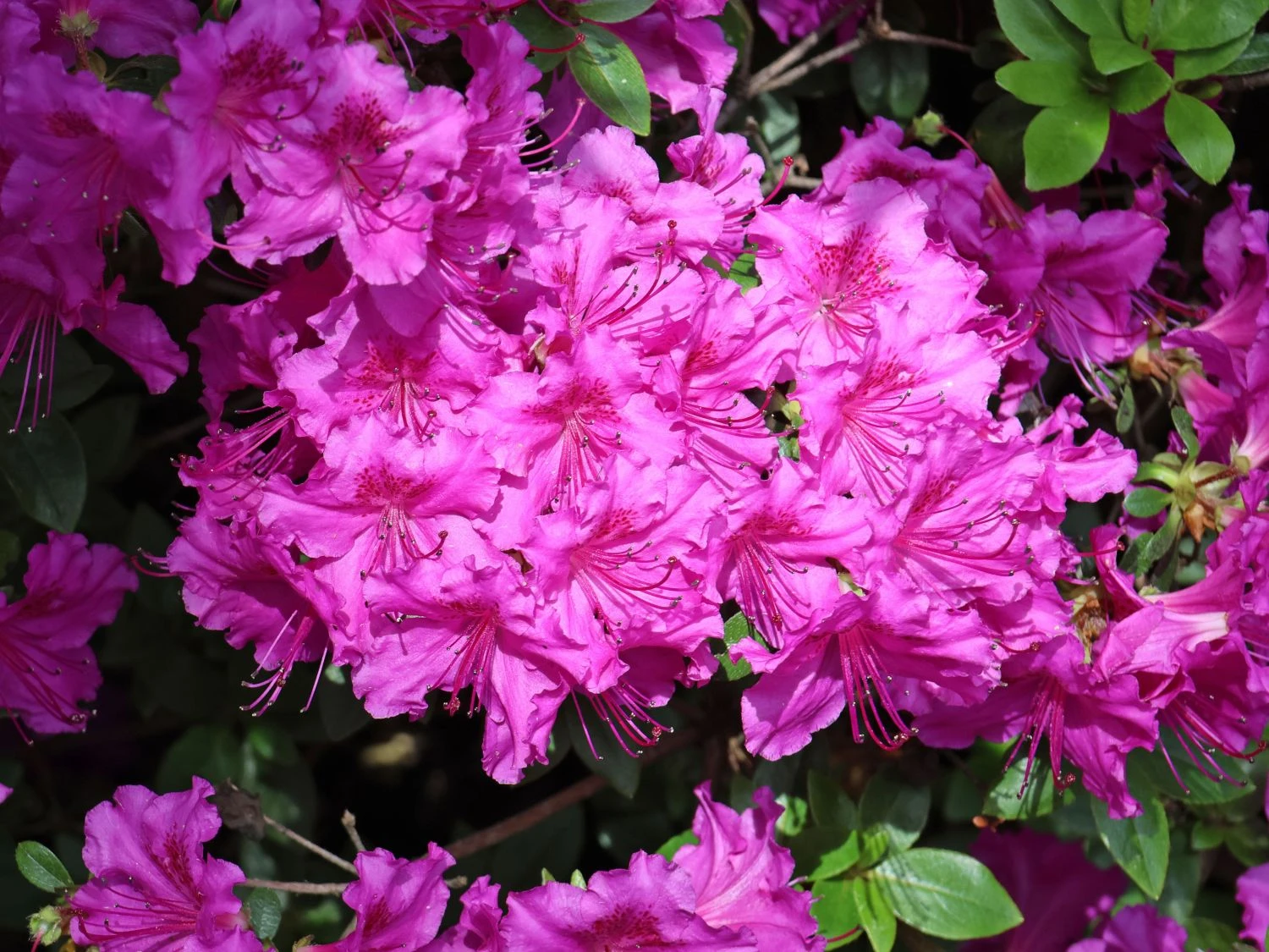 Japanische Azalee 'Königstein' 5 Japanische Azalee 'Königstein' – Bild 5