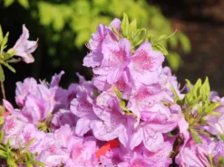 Japanische Azalee 'Ledikanense' -Deutschland Garten Funk Verkaufs-Shop japanische azalee ledikanense m004128 w 1