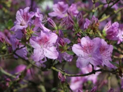 Japanische Azalee 'Ledikanense' -Deutschland Garten Funk Verkaufs-Shop japanische azalee ledikanense m004128 w 3